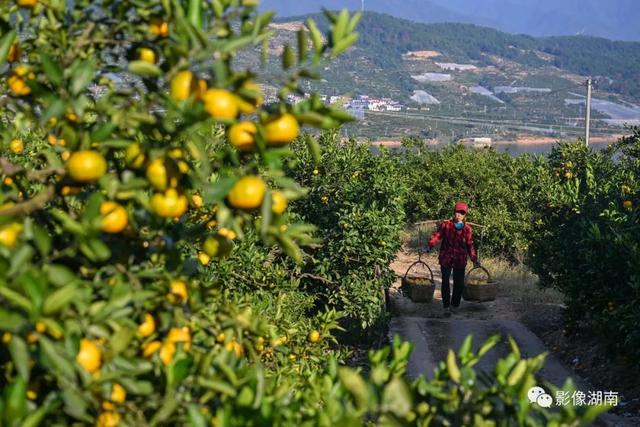 在北纬25°的东江湖畔，移民种植的这种水果，闻名全国！