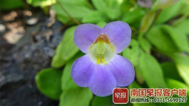 被誉为“东方紫罗兰”！广西这种植物资源入选“国家队”