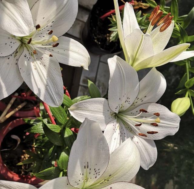 养好百合花，做好这“3点”，一株花苞三十个，开花惊艳又芳香