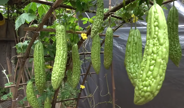 腾空院子一角，劈几根竹子搭架子，自己动手种苦瓜，随便摘不花钱