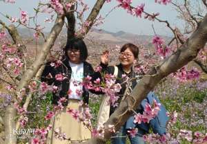 山西桃树种植基地(河北顺平：桃树连村一片红 八方来客游兴浓)