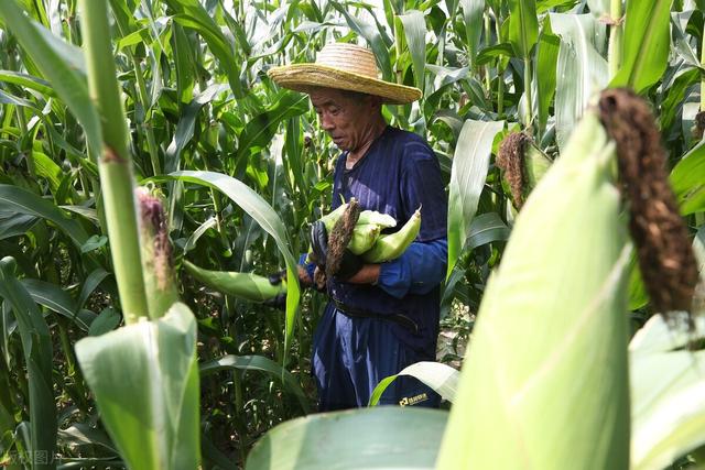 玉米高产种植技术，种植新技术，学会这些高产无忧！