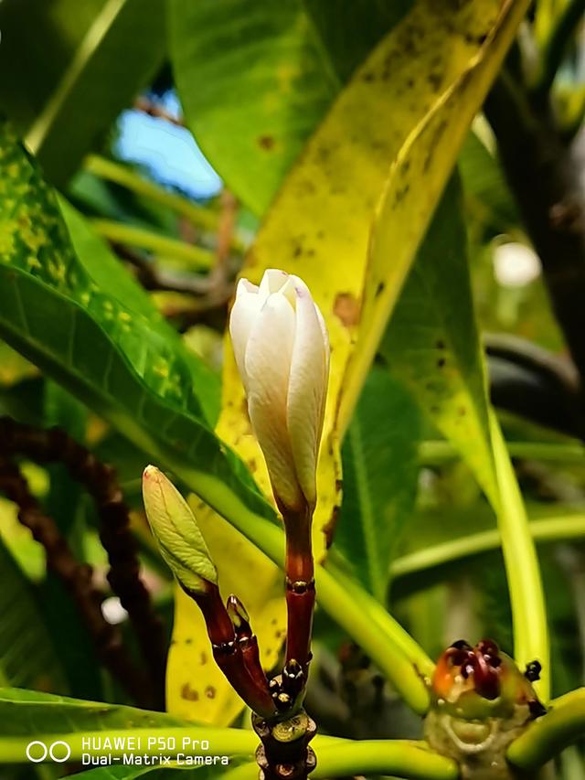 一枝独秀，美艳治愈的花朵绽放—鸡蛋花