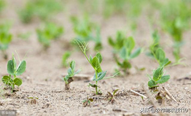 豌豆该如何种植，才能增产50-100斤？注意事项有哪些？认真看看