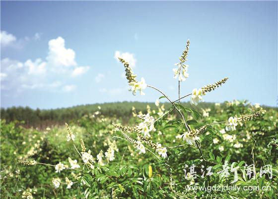 “牛大力”有什么魔力？种植这种药材每亩能收20万元