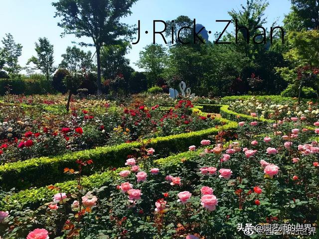 如何打造玫瑰花园 （种植与养护技术分享）