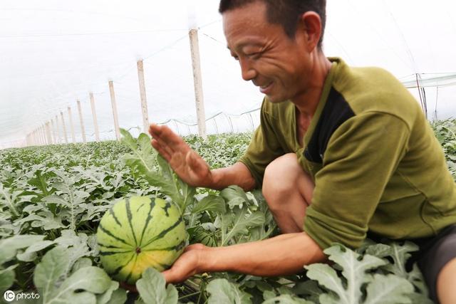 西瓜种植不难，做好“五要四不要”，西瓜味甜品质高