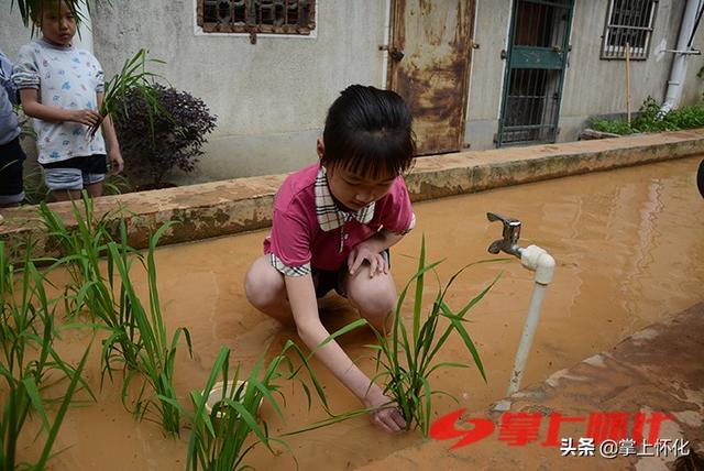 种水稻的城里娃——怀化市红星路小学学生水稻种植体验侧记