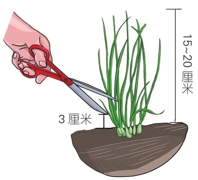 分享细香葱收获不断的秘诀，每隔2～3年就要进行一次分株