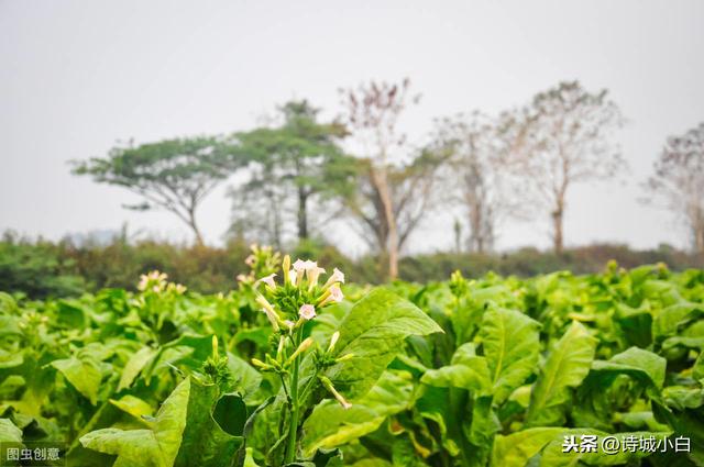 香烟很多人都抽过，但烟草怎么种植的你知道吗？可不像种红薯那样