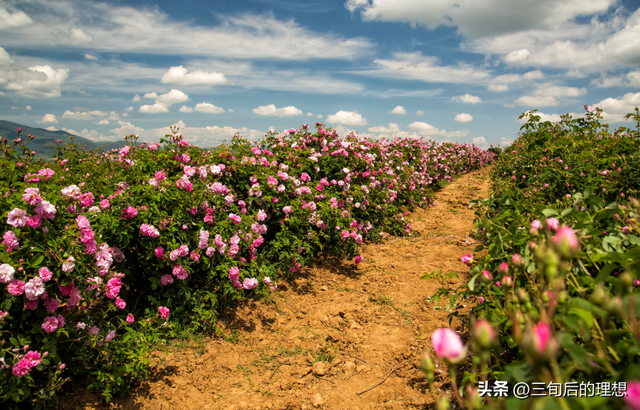 玫瑰花优质品种的选择，和适当的气候土壤，是提高花产的基础