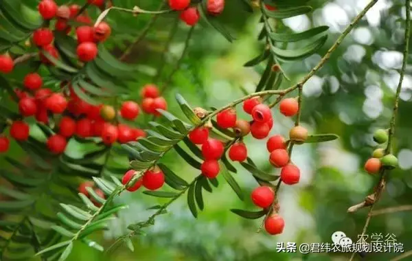 中药材产业正在崛起，你是否了解其种植前景？