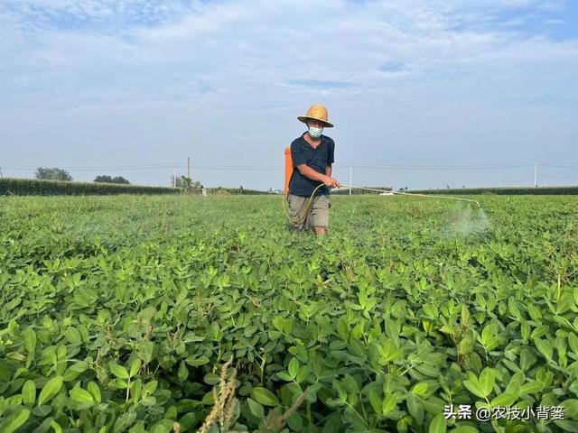 如何让花生实现增产增收？开花结荚期重点抓好4项田间管理