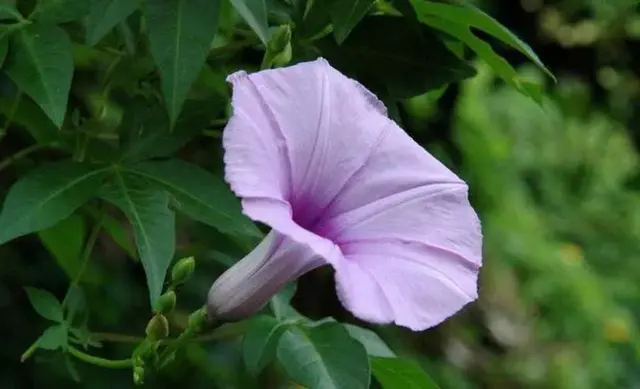 盆栽喇叭花（牵牛花）的种植