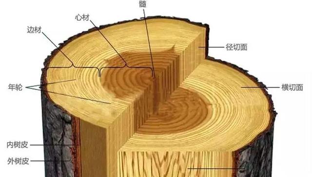 一棵树价值几十套房并不是炒出来的，金丝楠木到底为什么这么值钱