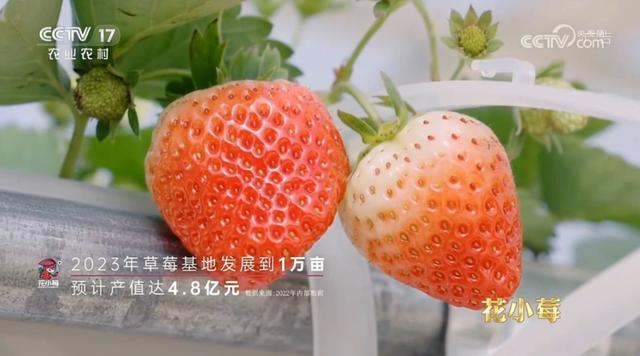 小草莓大能量！来这里，一起“莓”好前行丨CCTV-17公益展播