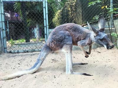 国内野生动物种植牙第一例红山赤袋鼠装“假牙”