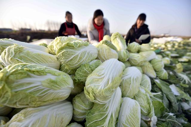 娃娃菜该如何种植？了解其对环境要求因时播种，掌握5项栽培技术