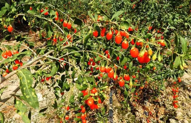 枸杞开花结果多，但落的也多，除水分光照等外，与施肥有很大关系