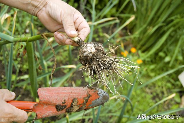 独角蒜种植  5个好方法教你种 营养高好吃价格更贵 人人喜欢