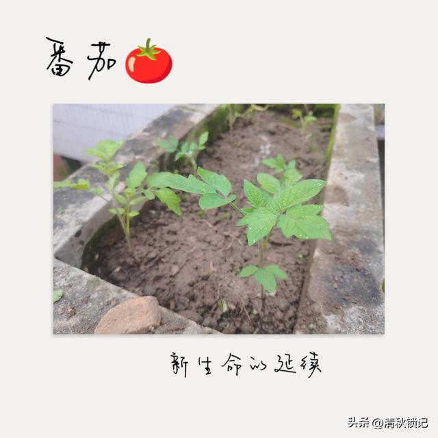 在拔除中感受生命的顽强，在播种中感受生命的鲜活