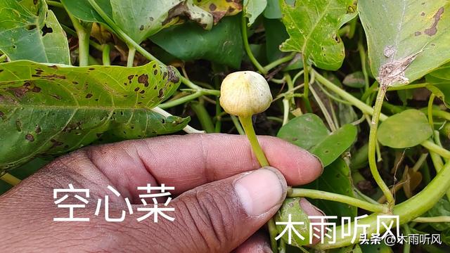 空心菜怎样种植长得好，需要什么样的生长条件？如何浇水与施肥？