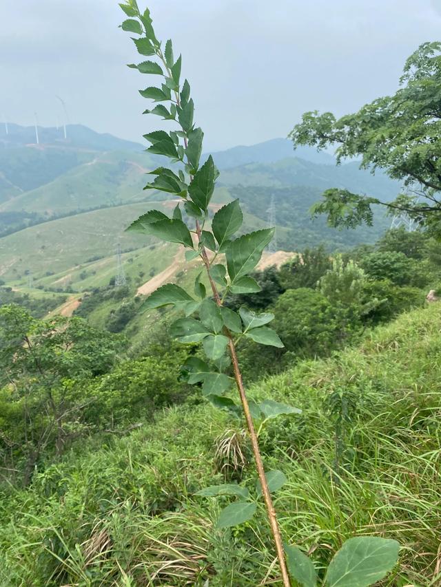 连翘种植前景怎么样