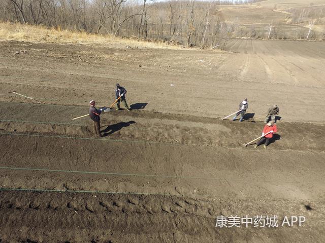 涨见识！探访人工种植人参的过程，繁琐且费时