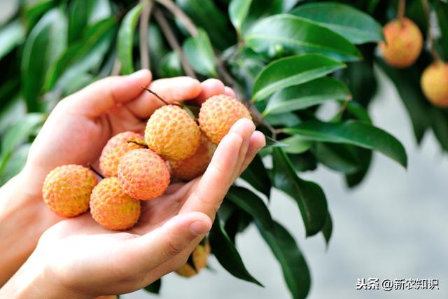 荔枝栽培技术，农民种植要掌握这10招，一定稳妥