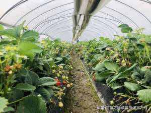 种植草莓注意事项(草莓几月份种植最好？需要注意什么？)