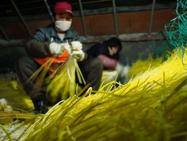 冬季蒜黄种植技术，看完你也可以种，方法简单