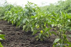 农业辣椒种植反季技术(助农增收致富】辣椒反季节种植，与早稻抛秧轮作模式高产栽培技术)