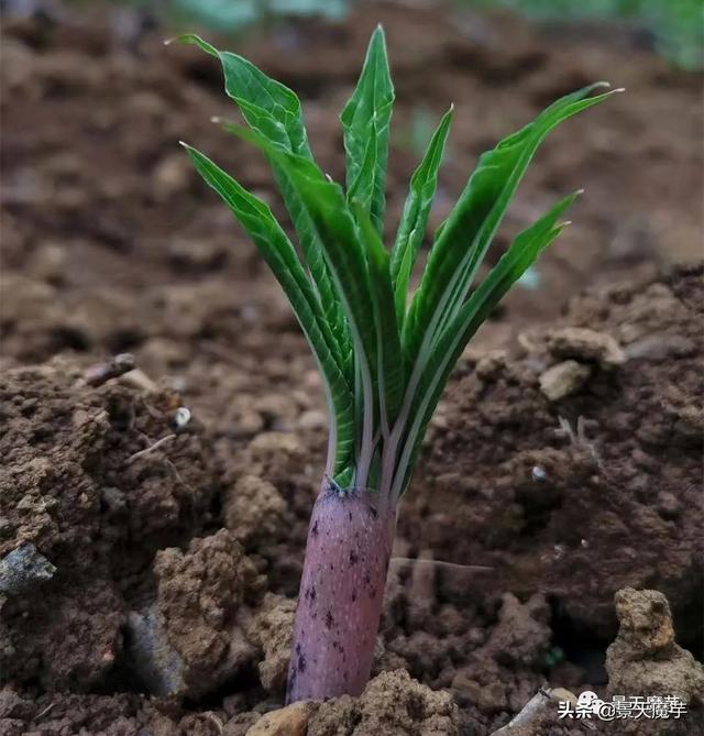 魔芋出苗以后除草、追肥、预防病害须知