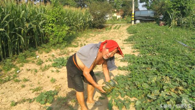 农村大爷不走寻常路，坚持种植传统的作物，每年收益30000多