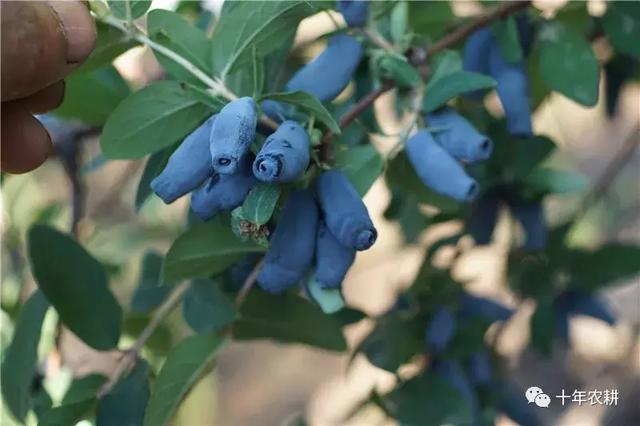 花青素含量是蓝莓12倍，人称“黑瞎子”，8月上市别错过