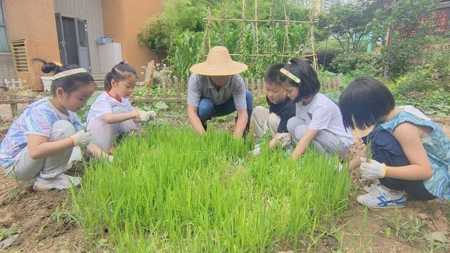 忙碌四季农事 南京市香山路幼儿园的孩子们爱上劳动