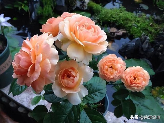 玛格丽特王妃——制作花墙的“利器”，丰花勤花，适合新手栽种