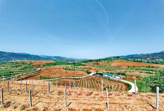丹凤县万亩葡萄种植示范基地项目：做强葡萄酒产业 重振百年老品牌