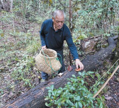 林菇共育，实现林生菇、菇养林