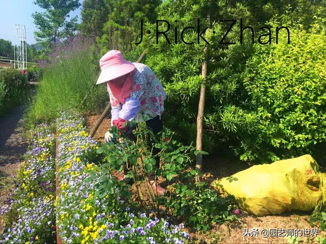 如何打造玫瑰花园 （种植与养护技术分享）