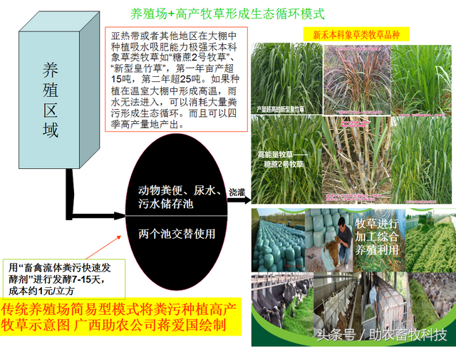 年亩产最高32吨，南方超高产牧草品种推荐，多年生喜水喜肥型的