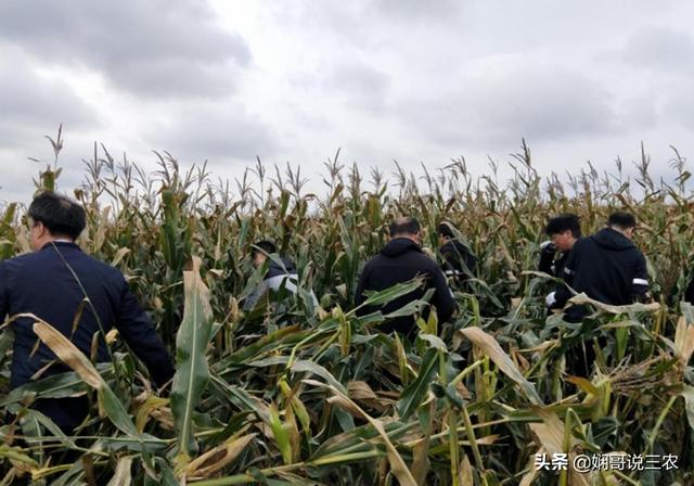 解析玉米种植的地形需求，掌握地膜栽培技巧，才能提高产量