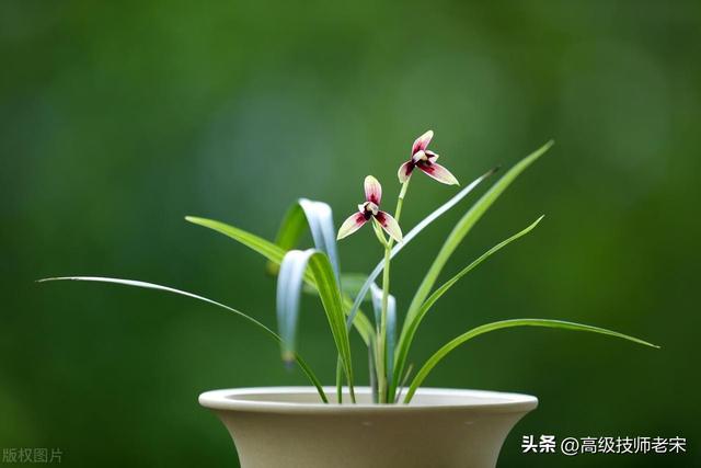 兰花从种植到开花所需的时间：生长过程与养护全攻略