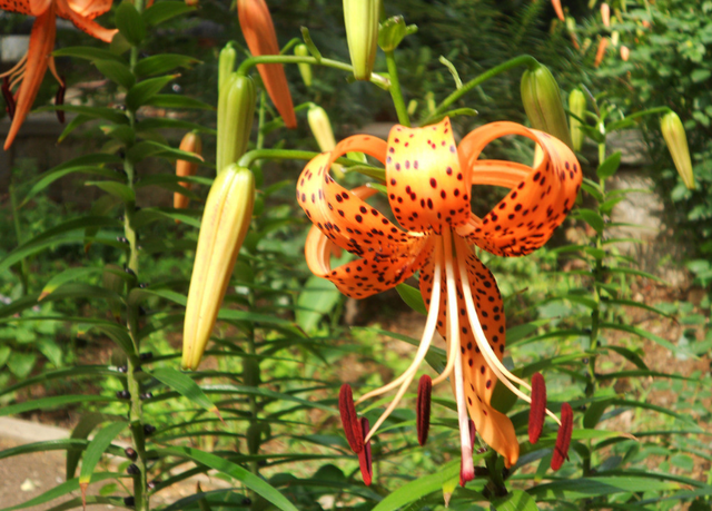 百合花生了一身“小瘤子”，这可是好东西，九月份埋土里就能发芽