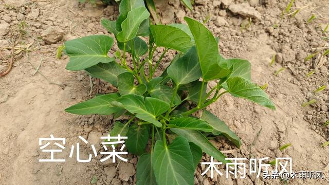 空心菜怎样种植长得好，需要什么样的生长条件？如何浇水与施肥？