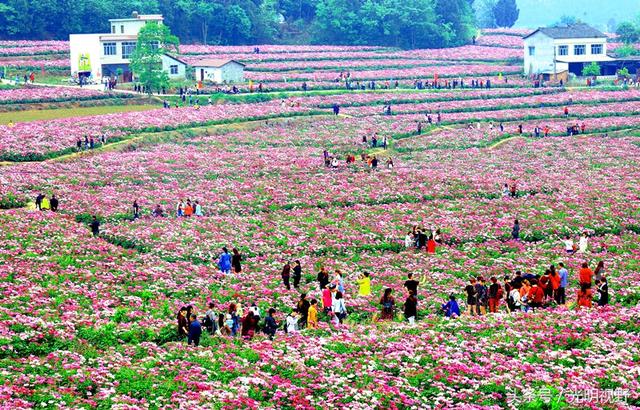 四川中江：大面积种植芍药，上赏花、下卖药，群众增收2亿元