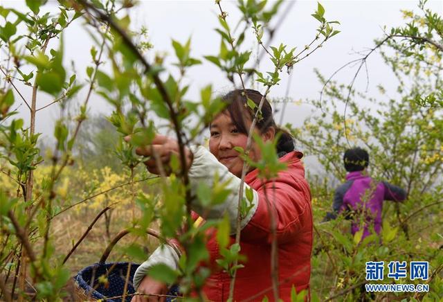 河南卢氏：连翘种植助增收