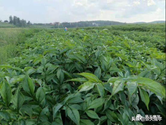 魔芋出苗以后除草、追肥、预防病害须知