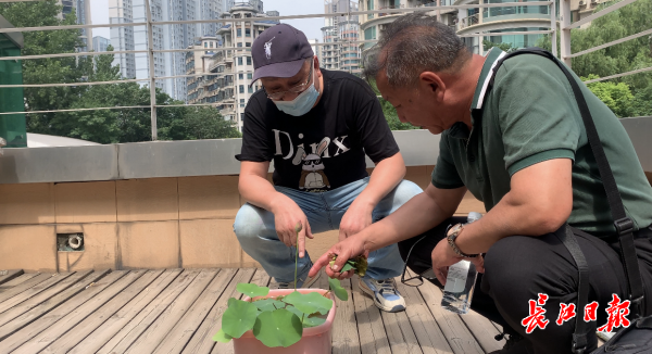 种荷花收获藕带和藕？家门口的荷花科普教你科学养荷