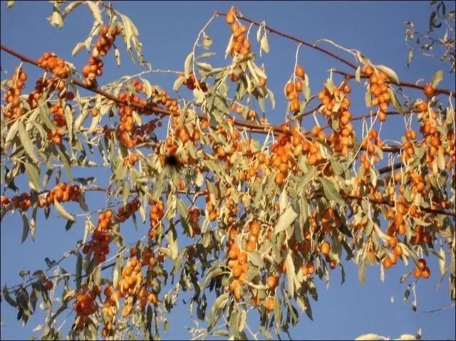 防风固沙的主力军：沙枣的育苗栽培技术，及如何进行病虫害防治？